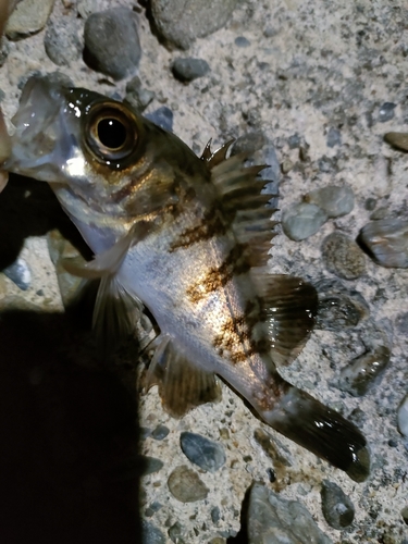 タケノコメバルの釣果