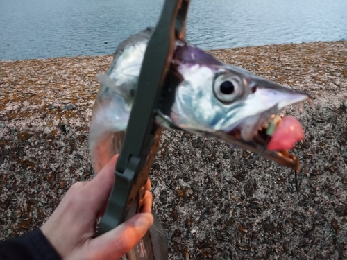 タチウオの釣果