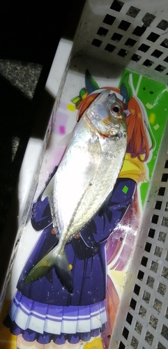 メッキの釣果