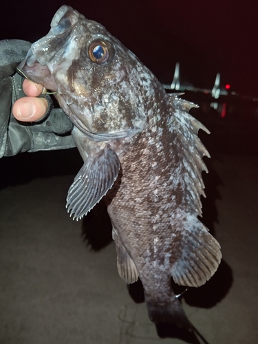 クロソイの釣果