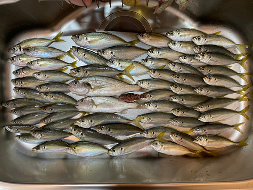 アジの釣果