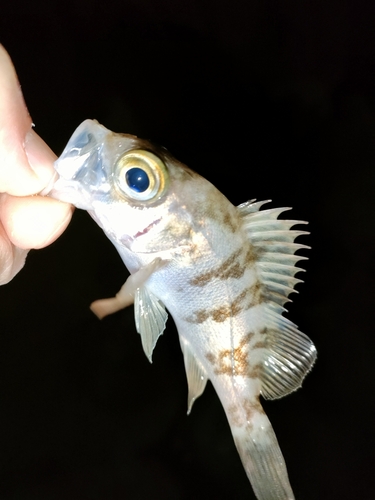 タケノコメバルの釣果