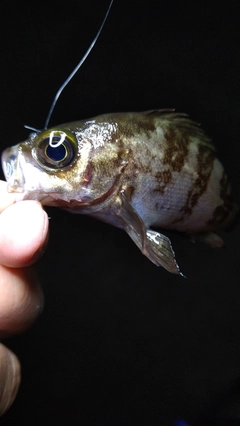 メバルの釣果