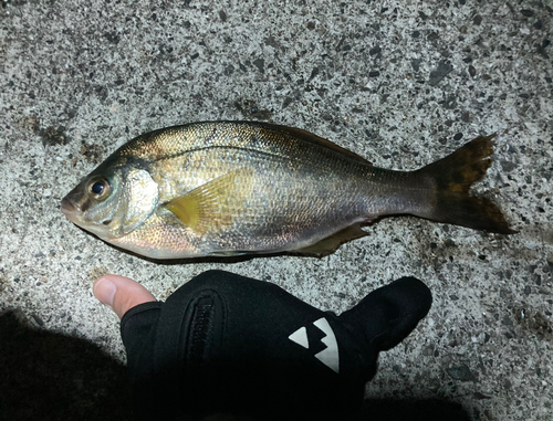 ウミタナゴの釣果