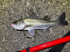 セイゴ（マルスズキ）の釣果