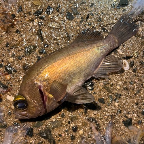 クロメバルの釣果