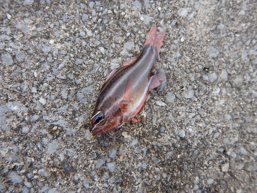 オオスジイシモチの釣果