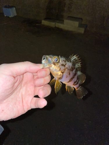 メバルの釣果