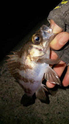 メバルの釣果