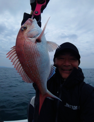 マダイの釣果