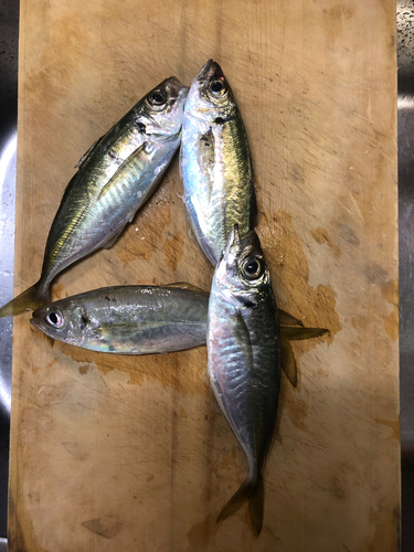 アジの釣果