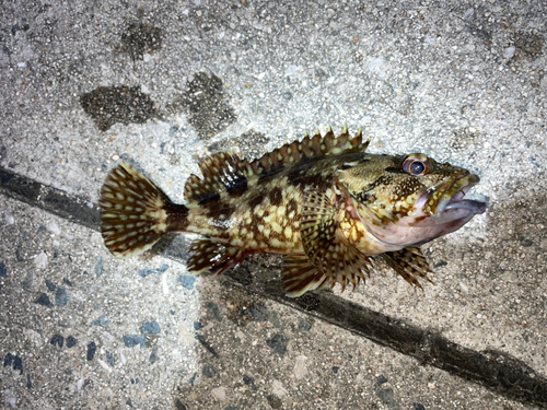 カサゴの釣果