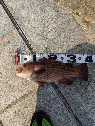 コブダイの釣果