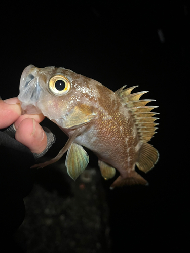 ガヤの釣果