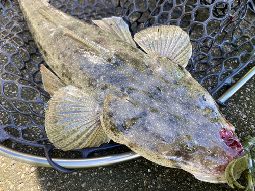 ミナミマゴチの釣果