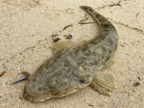 ミナミマゴチの釣果