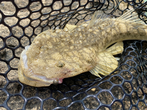 ミナミマゴチの釣果