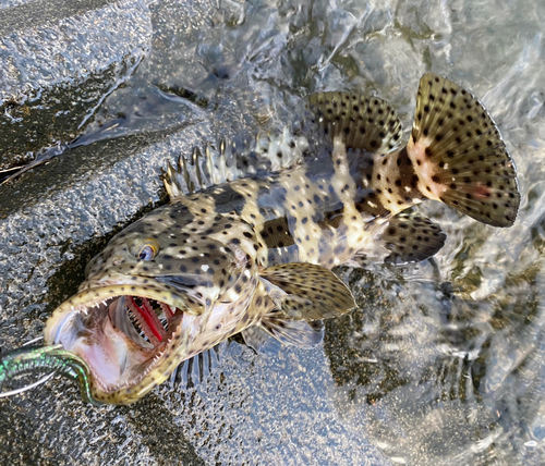 ヤイトハタの釣果