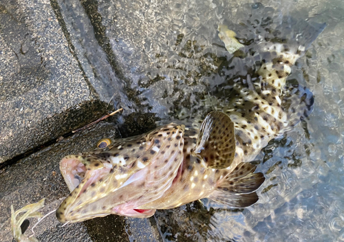 ヤイトハタの釣果