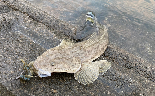 ミナミマゴチの釣果