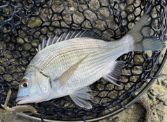 ミナミクロダイの釣果