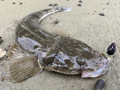 ミナミマゴチの釣果