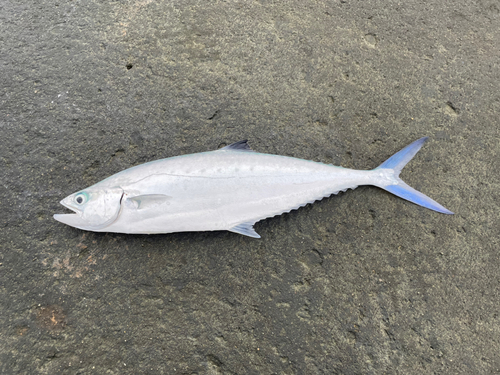 ミナミイケカツオの釣果