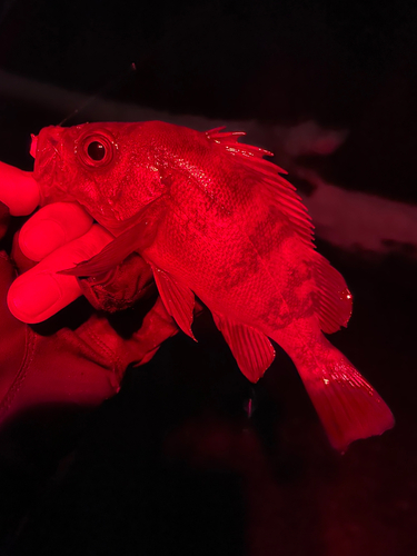 メバルの釣果