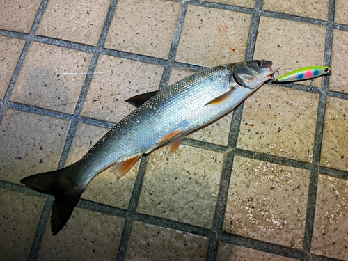 マルタウグイの釣果