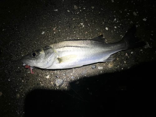 セイゴ（マルスズキ）の釣果