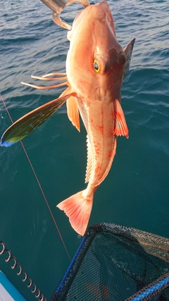 ホウボウの釣果