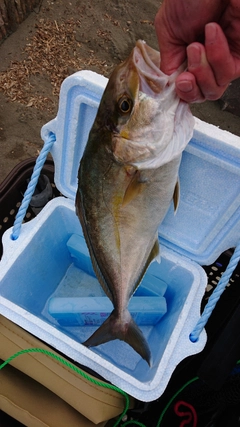 ショゴの釣果