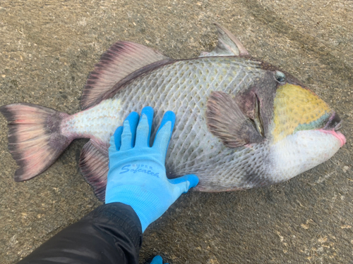 ゴマモンガラの釣果