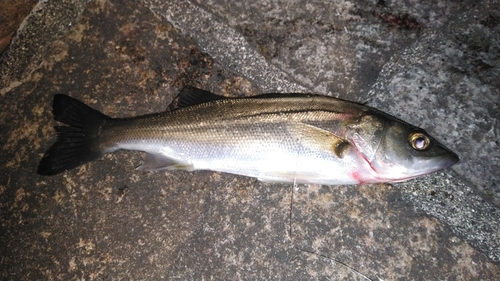 セイゴ（マルスズキ）の釣果