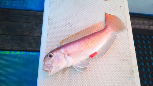 シロアマダイの釣果