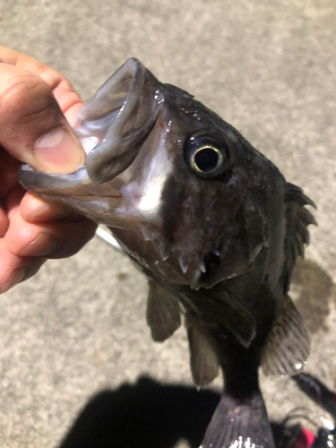 クロソイの釣果