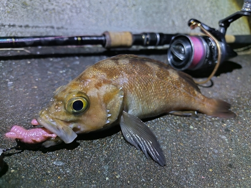 エゾメバルの釣果