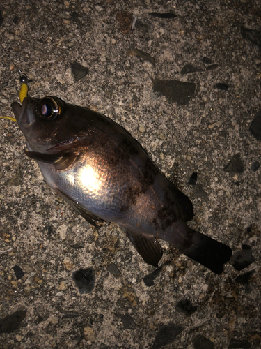 シロメバルの釣果