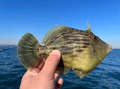 カワハギの釣果