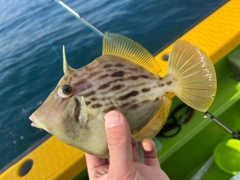 カワハギの釣果