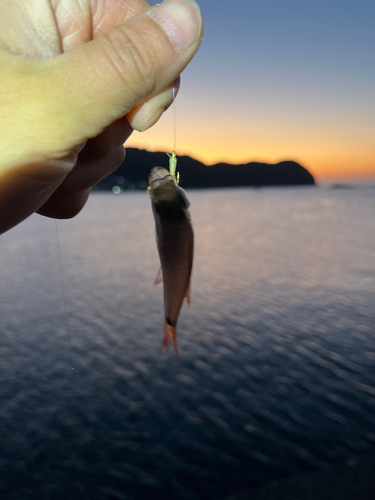 ネンブツダイの釣果