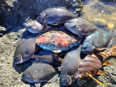 クチブトグレの釣果