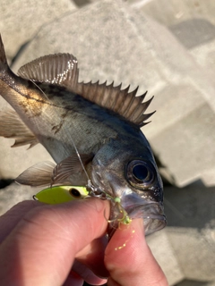 アオメバルの釣果