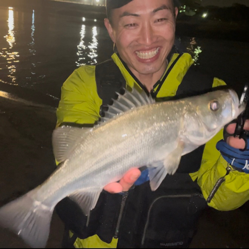 フッコ（ヒラスズキ）の釣果