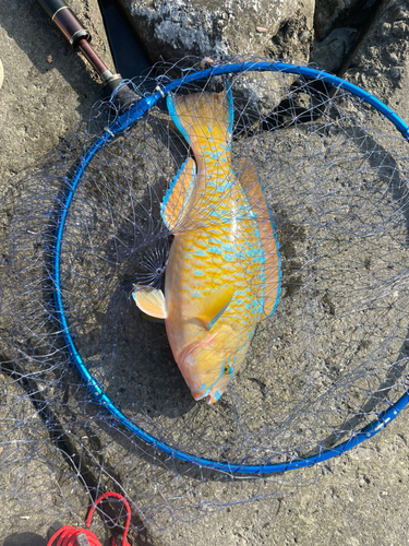 ヒブダイの釣果