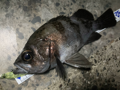 メバルの釣果