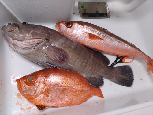 マハタの釣果