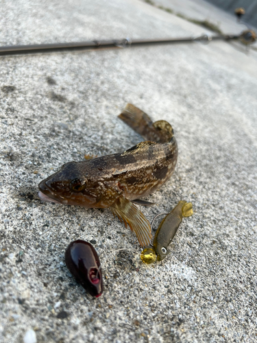 アイナメの釣果