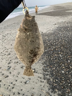 ヒラメの釣果