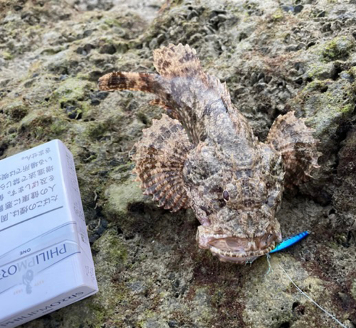 オニオコゼの釣果